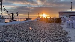 Почти 550 тонн свежей наваги добыли на Сахалине за два дня