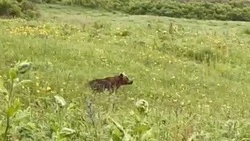 Встречу с молодым медведем сняли на камеру неподалеку от Белых скал на Итурупе