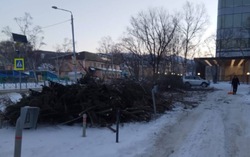 Зачем пилить деревья в центре города, объяснили в мэрии Южно-Сахалинска
