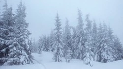 Сильная метель обрушится на север Сахалина 24 ноября