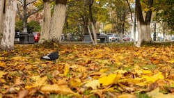 В период осенних каникул туристы-дальневосточники обходят Сахалин стороной