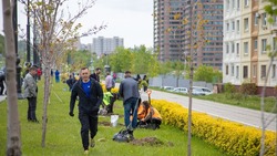 Аллею из молодых кленов высадали на улице Горького в Южно-Сахалинске