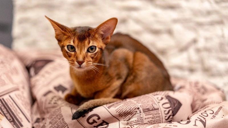 Абиссинский кот из России возглавил рейтинг самых красивых кошек мира