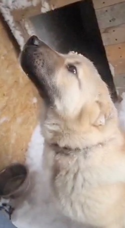 «Устали, но дошли!»: житель Сахалина преодолел 7 км в метель, чтобы покормить собаку 