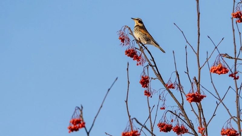 На юге Сахалина и Курил потеплеет до плюсовых температур 25 февраля