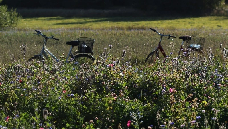 Погода на Сахалине 5 августа: дожди прекратятся, воздух потеплеет