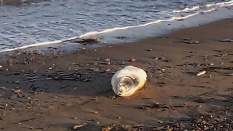 На Сахалине на рыбака заявили в полицию за убийство малыша нерпы