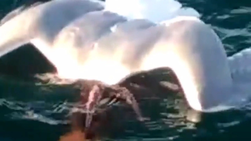 Видеофакт: осьминог напал на чайку прямо над морем