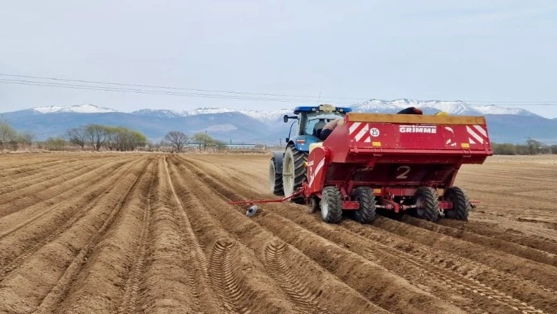 Аграрии Сахалинской области планируют собрать более 40 тысяч тонн картофеля в 2025 году