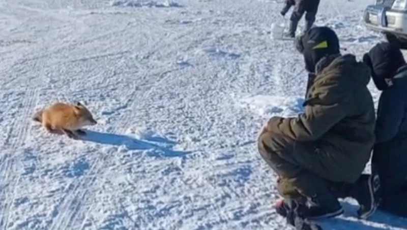 Видео: голодная лиса вышла к рыбакам на озеро в Поронайском районе