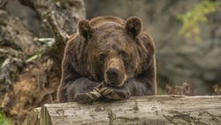 Эти песни точно отпугнут медведя: Sakh.online собрал плейлист для прогулок в лесу