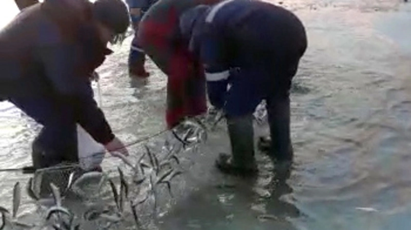 На сахалинском озере Малое Буссе малоротку ловят сетями