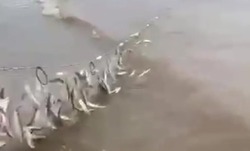 Видеофакт: рыбаки из Поронайска похвастались огромным уловом корюшки