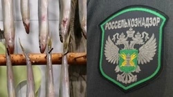 Россельхознадзор: выловленная на Буссе корюшка с червями может быть опасна для здоровья