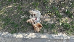 «Нос в крови, под лапой рана»: мертвого йоркширского терьера нашли в центре Южно-Сахалинска