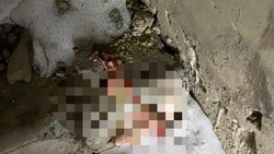 Дети нашли собачьи останки в заброшенном доме на Сахалине