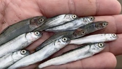 На побережье в Долинском районе выбросило кучу мальков