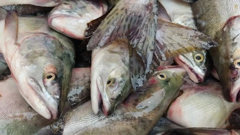 На «анадромной» комиссии Сахалина северокурильчанам добавили ресурсов на путину