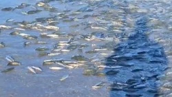 Сахалинцы сняли на видео массовый вынос уйка на берег в Невельске