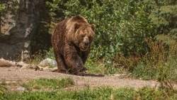 В Поронайске заметили медведя на территории бывшего бумзавода