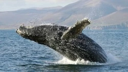 Спасенный сахалинцами от сетей в Баренцевом море кит Станислав вернулся к берегам Заполярья