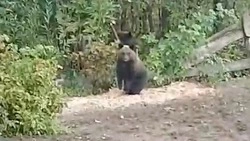 Медвежата-сироты искали пропитание в огороде жителей Охи