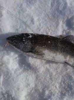 «Горбуша пошла»: рыбак с Сахалина удивился несезонному улову