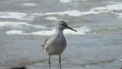 Курильский фотограф запечатлел бакланов и куликов с начала гнездования: ВИДЕО