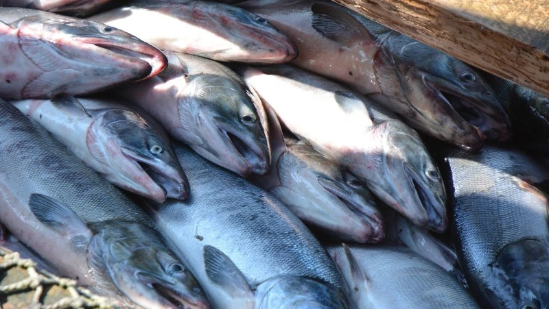 Ученые дали прогноз вылова лососевых по Сахалину и Курилам на 2026 год