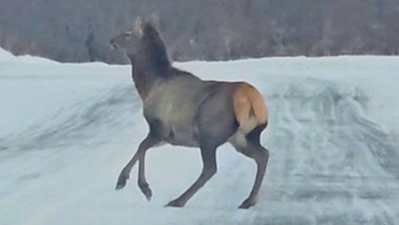 Сахалинцы повстречали алтайского марала возле села Новиково