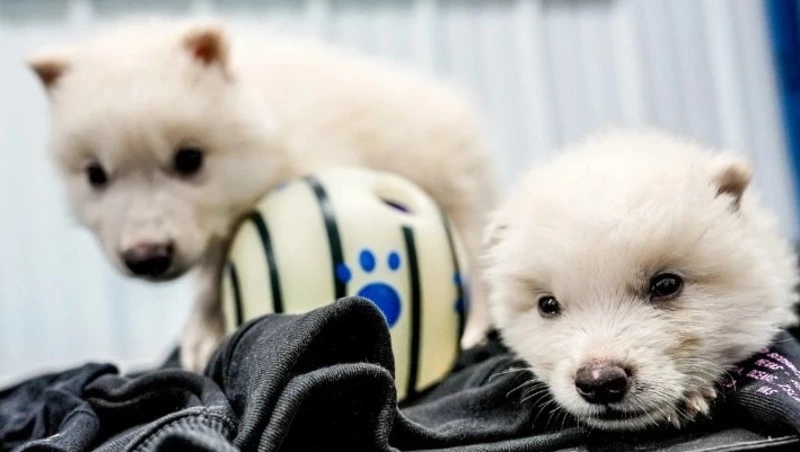 Ромулус, Ремус и Кхалиси: подробности воскрешения вымерших волков из «Игры престолов»