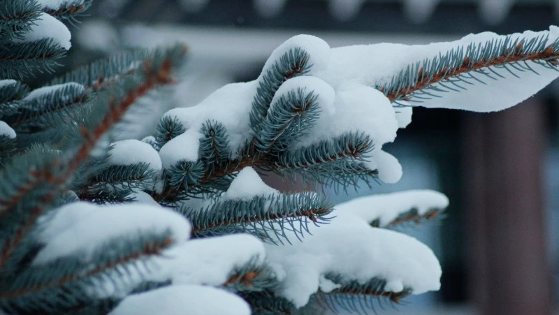 Прогноз погоды на Сахалине и Курилах 2 декабря: - 25 ночью и небольшой снегопад