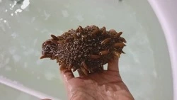 Выживаемость 2%: сахалинские ученые продвинулись в проекте выращивания трепанга