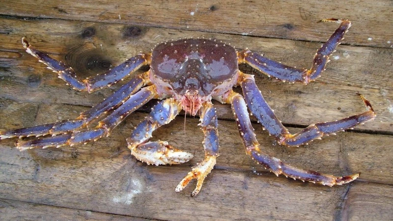 Крабовые квоты на Сахалине и Курилах не привлекли инвесторов