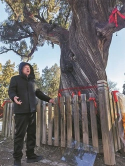 Генерал Кипарис: в Китае наградили лекаря, который спас дерево, прожившее больше четырех тысяч лет