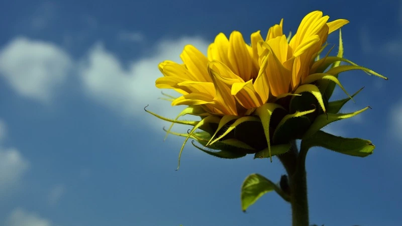 Нарушители карантина на Сахалине отдадут государству еще 50 тысяч