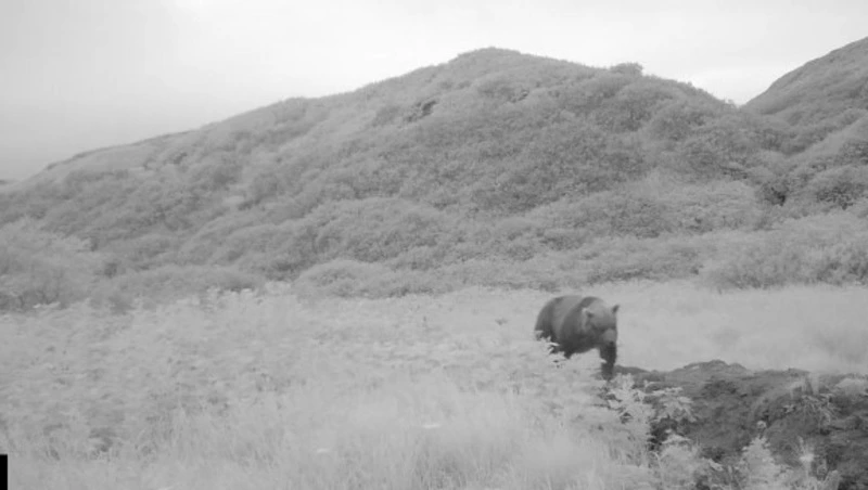 Курильчанин поймал нескольких медведей в фотоловушку на Парамушире