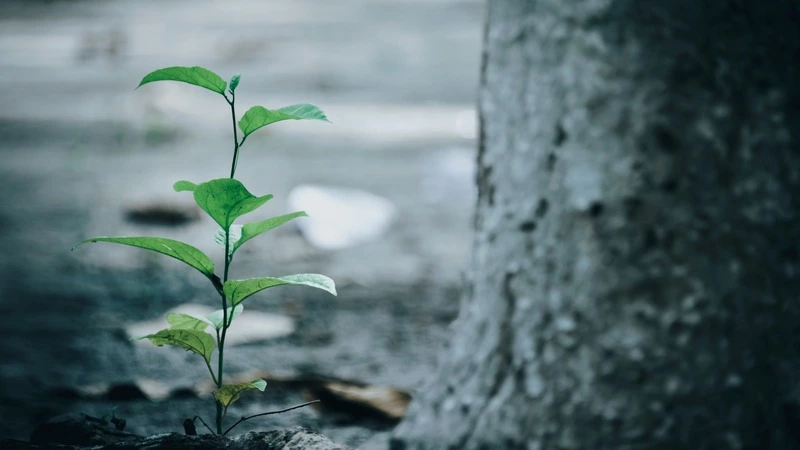 Когда аномальная жара вернется на Сахалин?