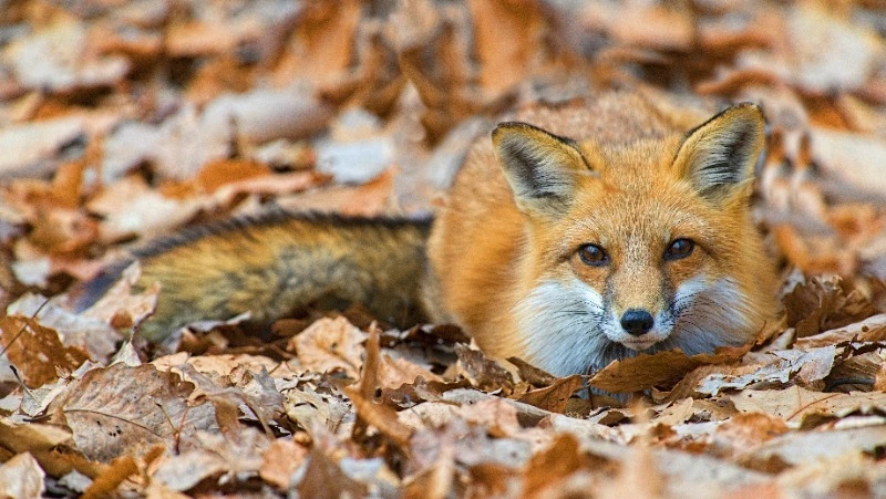 Гости зоопарка в Южно-Сахалинске увидят кормление лисьей семьи 1 октября 