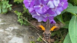 Ученые заповедника «Курильский» показали похожих на колибри бабочек