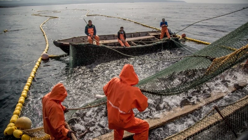 День рыбака: цифры и факты по Сахалинской области