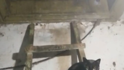«Помогите спасти живые души»: десяток котят бросили в расселенном доме на Сахалине