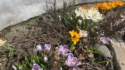 После теплых дней в Южно-Сахалинске распустились первые крокусы