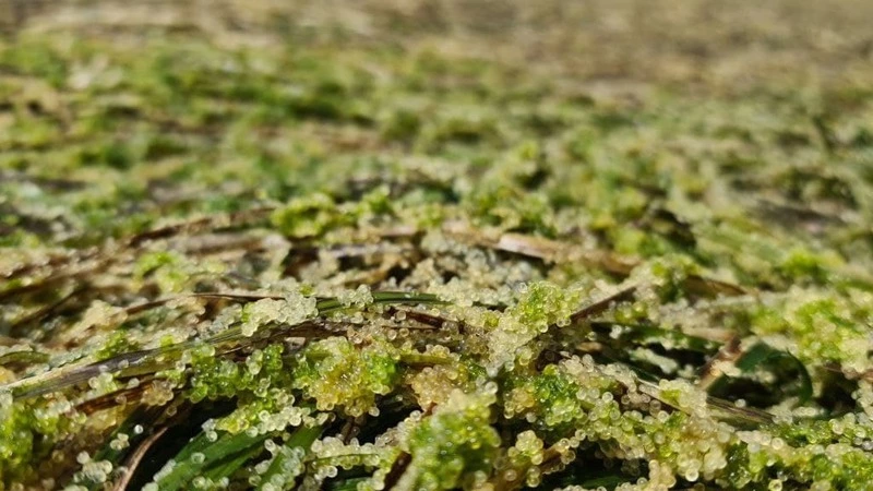 Рыбаки обнаружили на Сахалине берег, усыпанный икрой