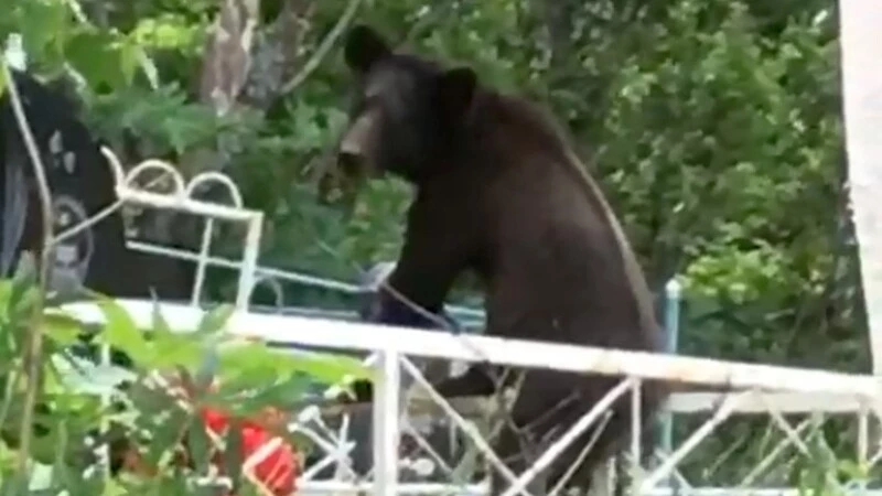 Долинское кладбище закрыли для посещений из-за бесстрашного медвежонка