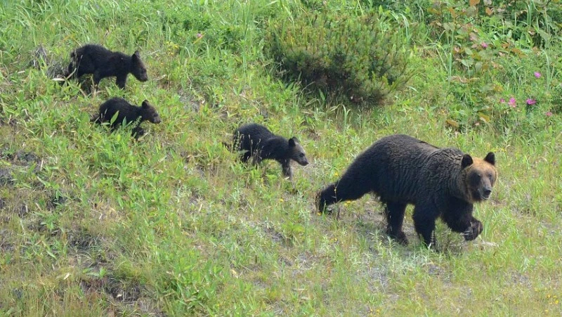 101 кунаширец