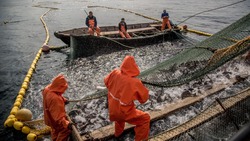 Рыбаки Сахалина превысили результат 2022 года по добыче минтая