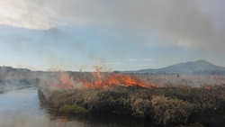 На Кунашире выгорело болото