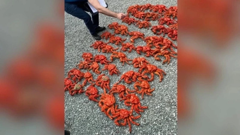 Почти 8 тысяч крабов и гребешков нашли в подпольном цехе в Южно-Сахалинске