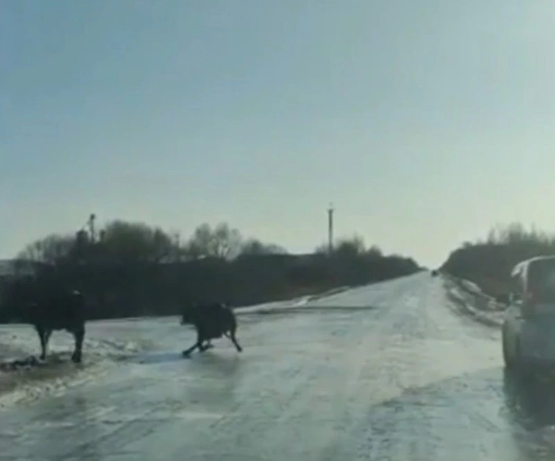 «Бедные животные»: на Сахалине коровы с трудом перешли дорогу из-за гололеда